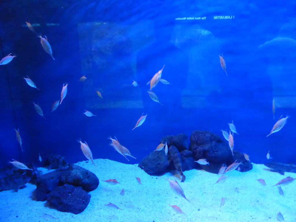 Fish at the Aquarium of Genoa