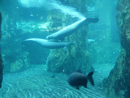 Manatees and fish at the Aquarium of Genoa