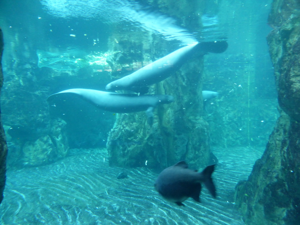 Manatees and fish at the Aquarium of Genoa