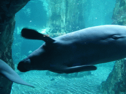 Manatees at the Aquarium of Genoa