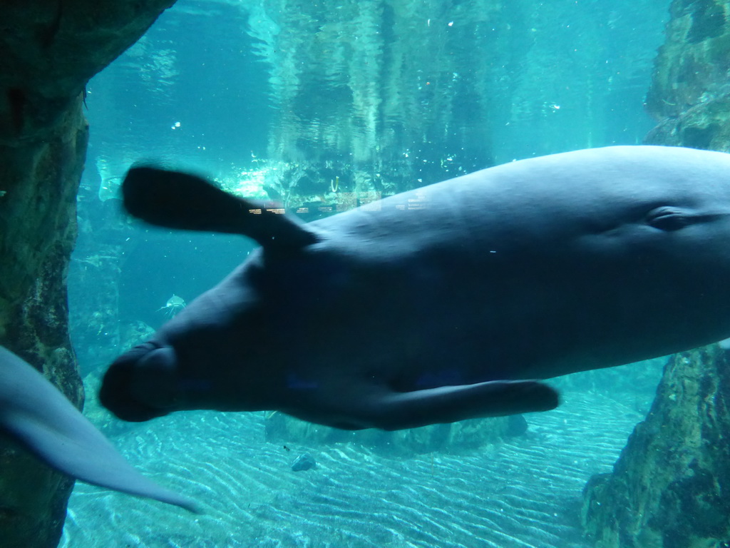 Manatees at the Aquarium of Genoa