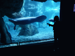 Miaomiao and manatees at the Aquarium of Genoa