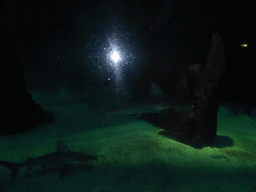 Sharks at the Aquarium of Genoa