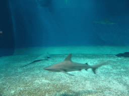 Sharks at the Aquarium of Genoa