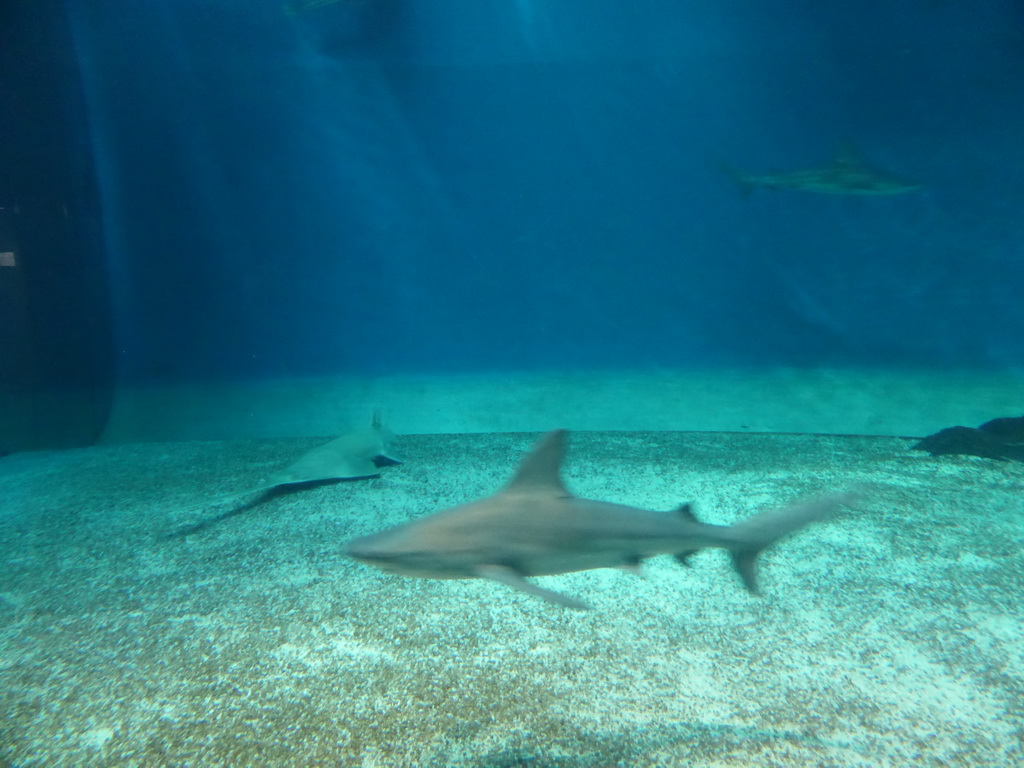 Sharks at the Aquarium of Genoa