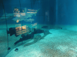 Sharks at the Aquarium of Genoa