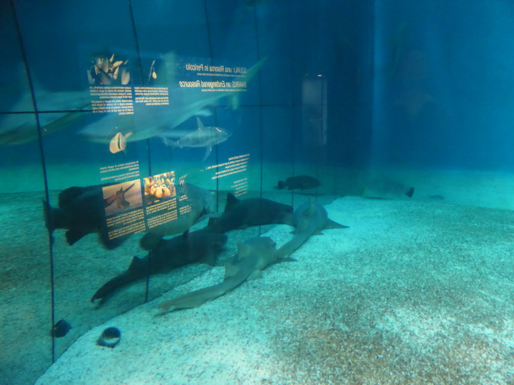 Sharks at the Aquarium of Genoa