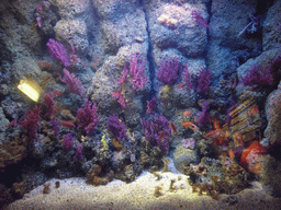 Coral and fish at the Aquarium of Genoa