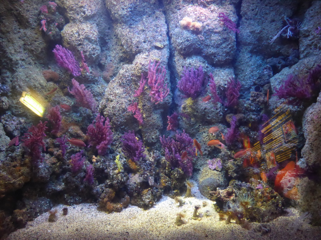 Coral and fish at the Aquarium of Genoa