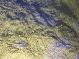 Flatfish at the Aquarium of Genoa