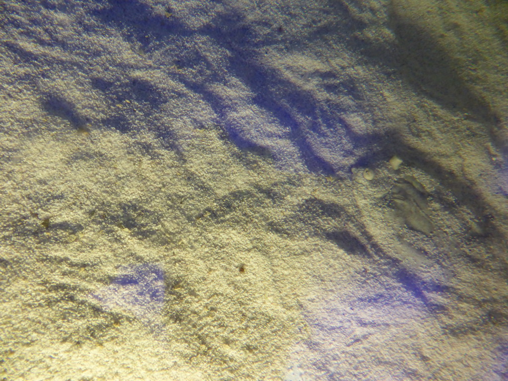 Flatfish at the Aquarium of Genoa