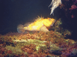 Fish at the Aquarium of Genoa