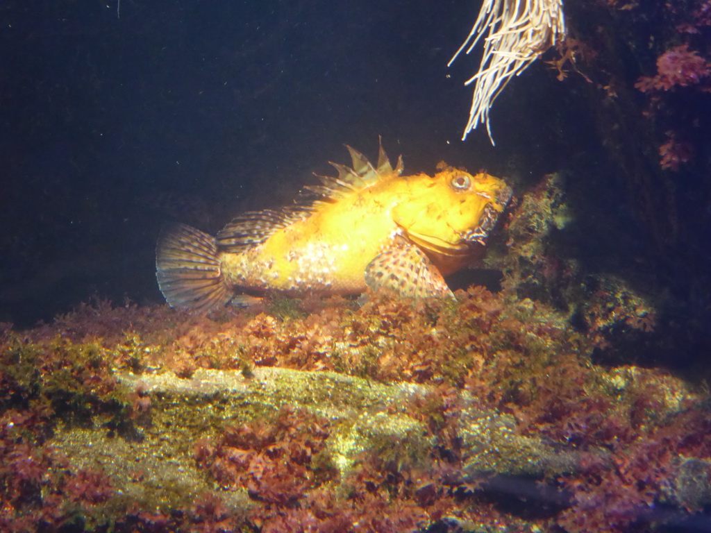 Fish at the Aquarium of Genoa