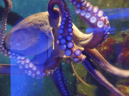 Octopus at the Aquarium of Genoa