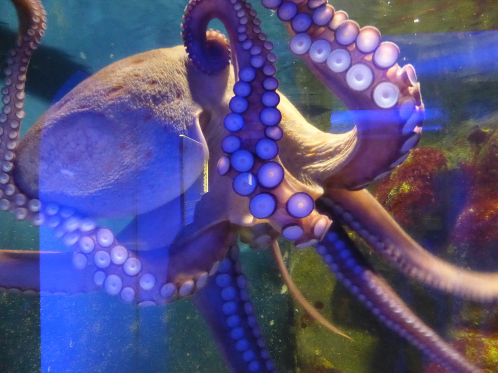 Octopus at the Aquarium of Genoa