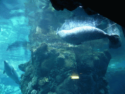 Seals at the Aquarium of Genoa