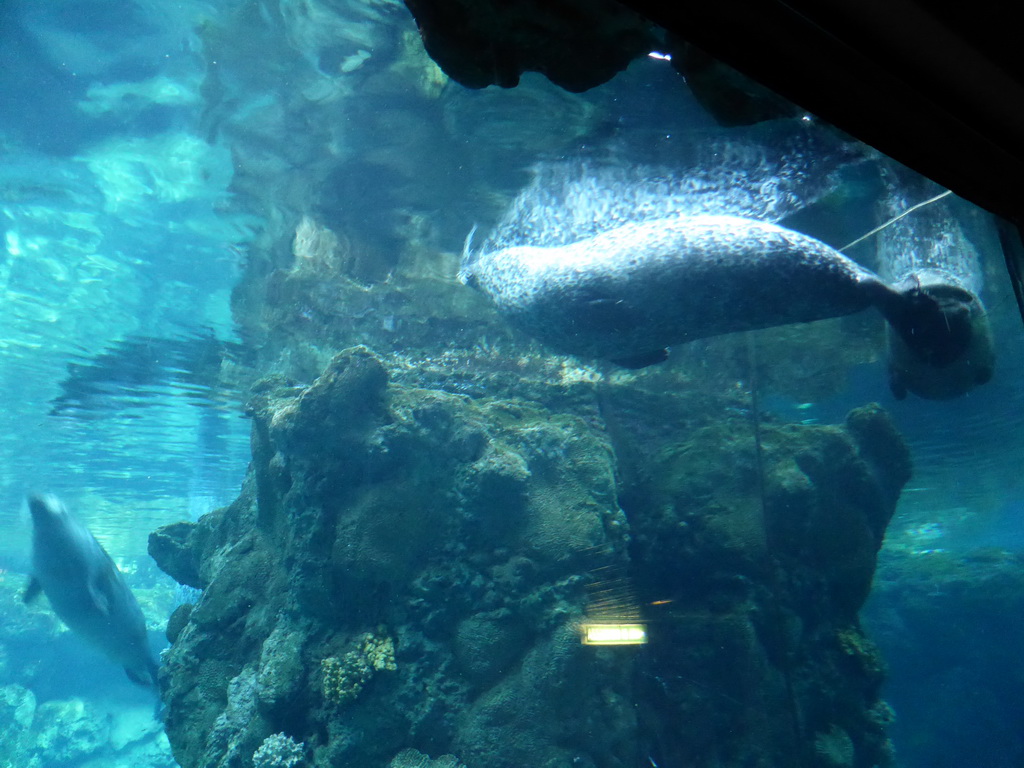 Seals at the Aquarium of Genoa