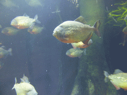 Piranhas at the Aquarium of Genoa