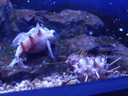 Fish and molluscs at the Aquarium of Genoa