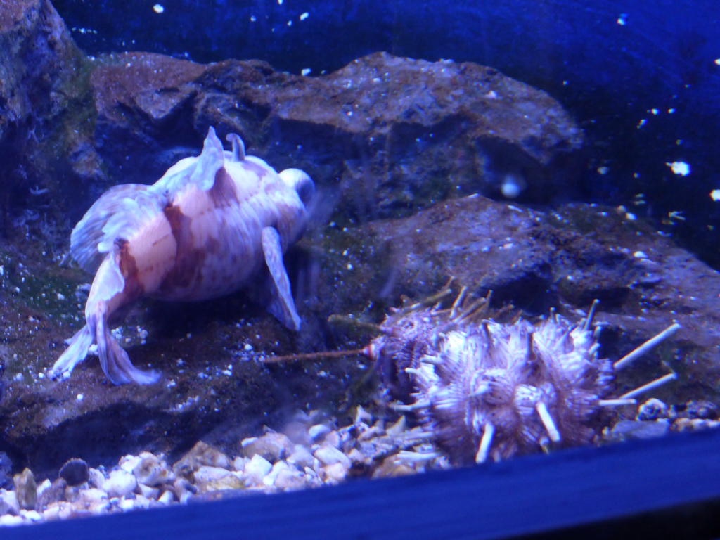 Fish and molluscs at the Aquarium of Genoa