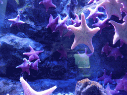 Starfish at the Aquarium of Genoa