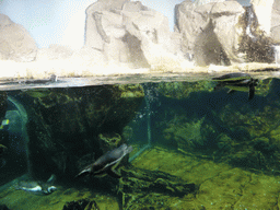 Penguins at the Aquarium of Genoa