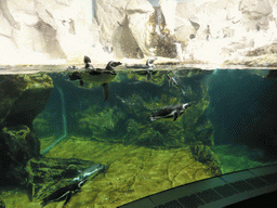 Penguins at the Aquarium of Genoa