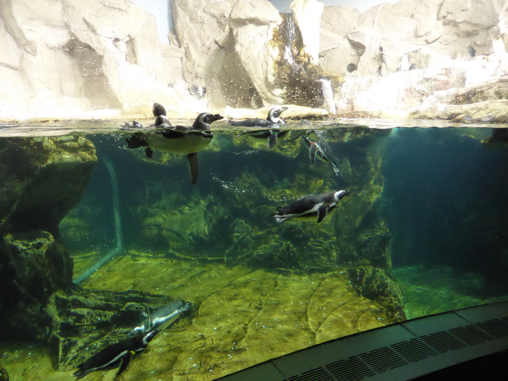 Penguins at the Aquarium of Genoa