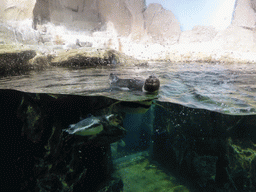 Penguins at the Aquarium of Genoa