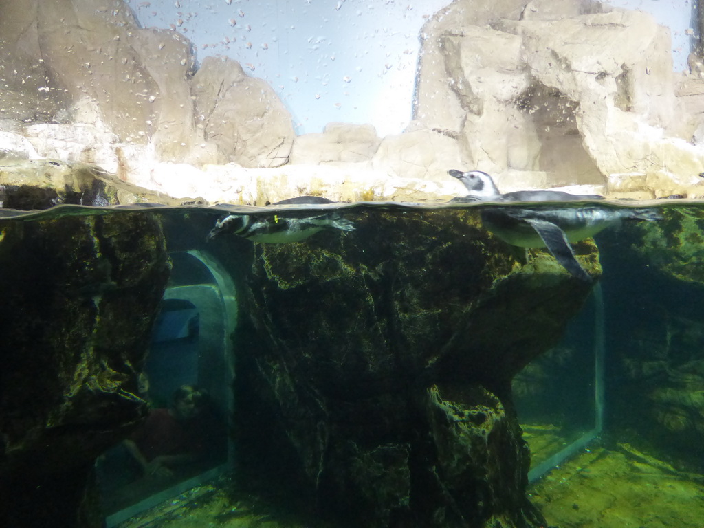 Penguins at the Aquarium of Genoa