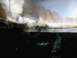 Penguins at the Aquarium of Genoa