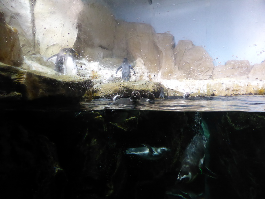 Penguins at the Aquarium of Genoa