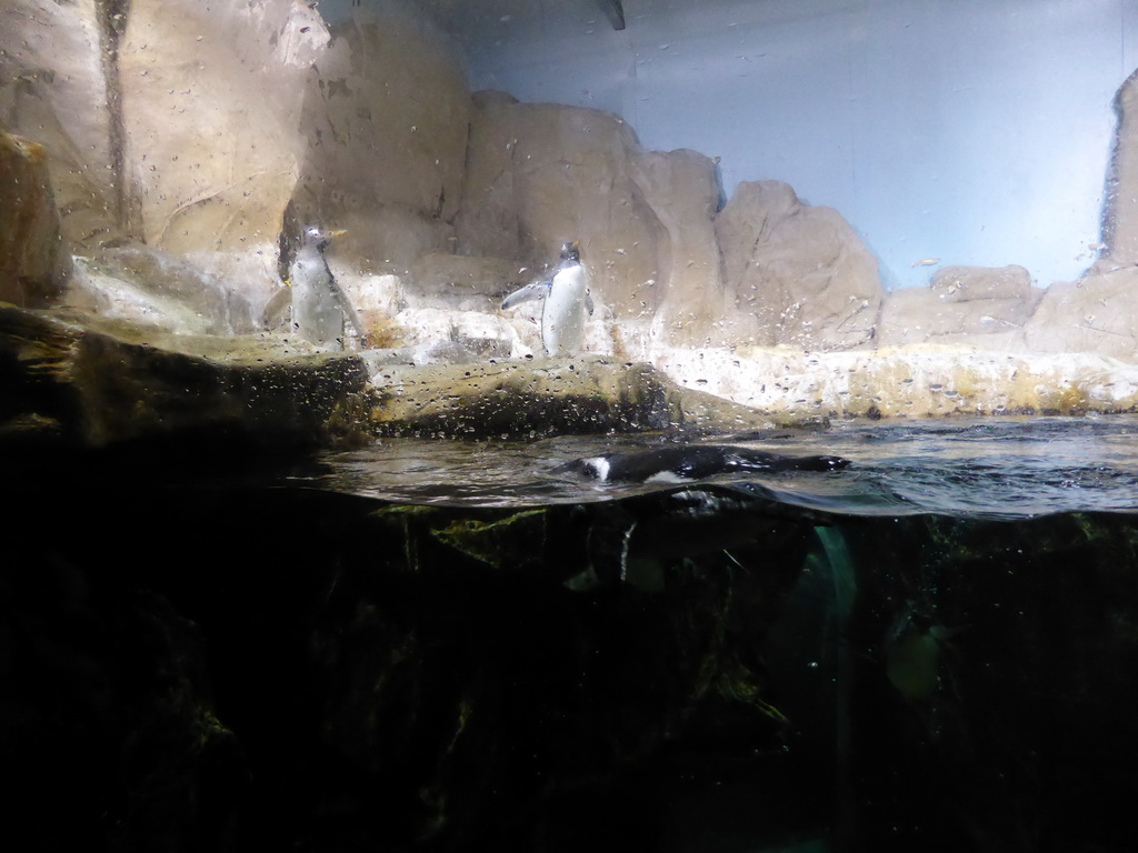 Penguins at the Aquarium of Genoa