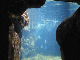 Penguins at the Aquarium of Genoa