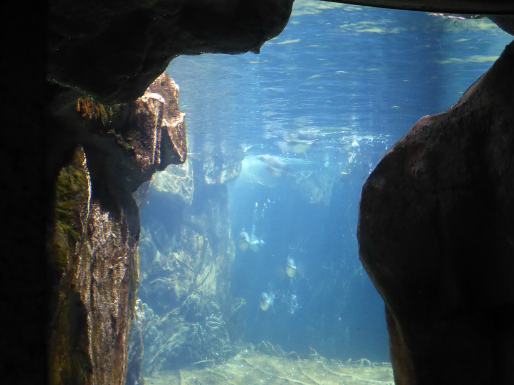 Penguins at the Aquarium of Genoa