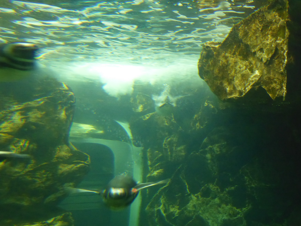 Penguins at the Aquarium of Genoa