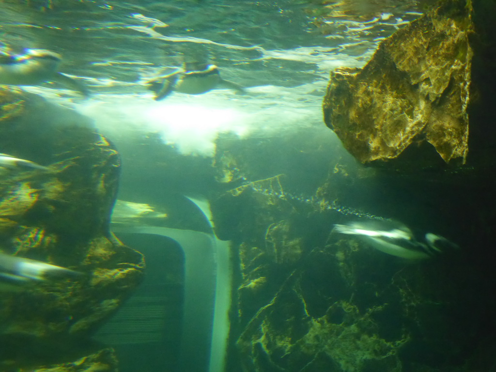 Penguins at the Aquarium of Genoa