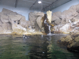 Penguins at the Aquarium of Genoa