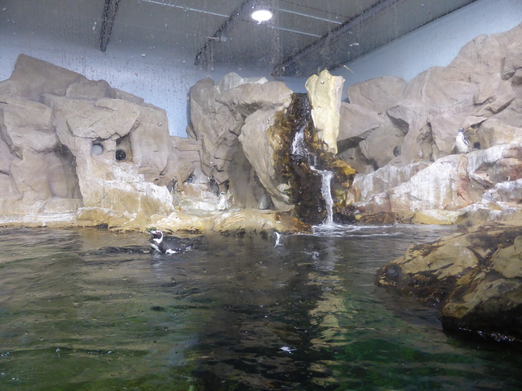 Penguins at the Aquarium of Genoa