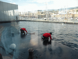 Dolphins and their trainers at the Cetaceans Pavilion at the Aquarium of Genoa, with a view on the Old Harbour