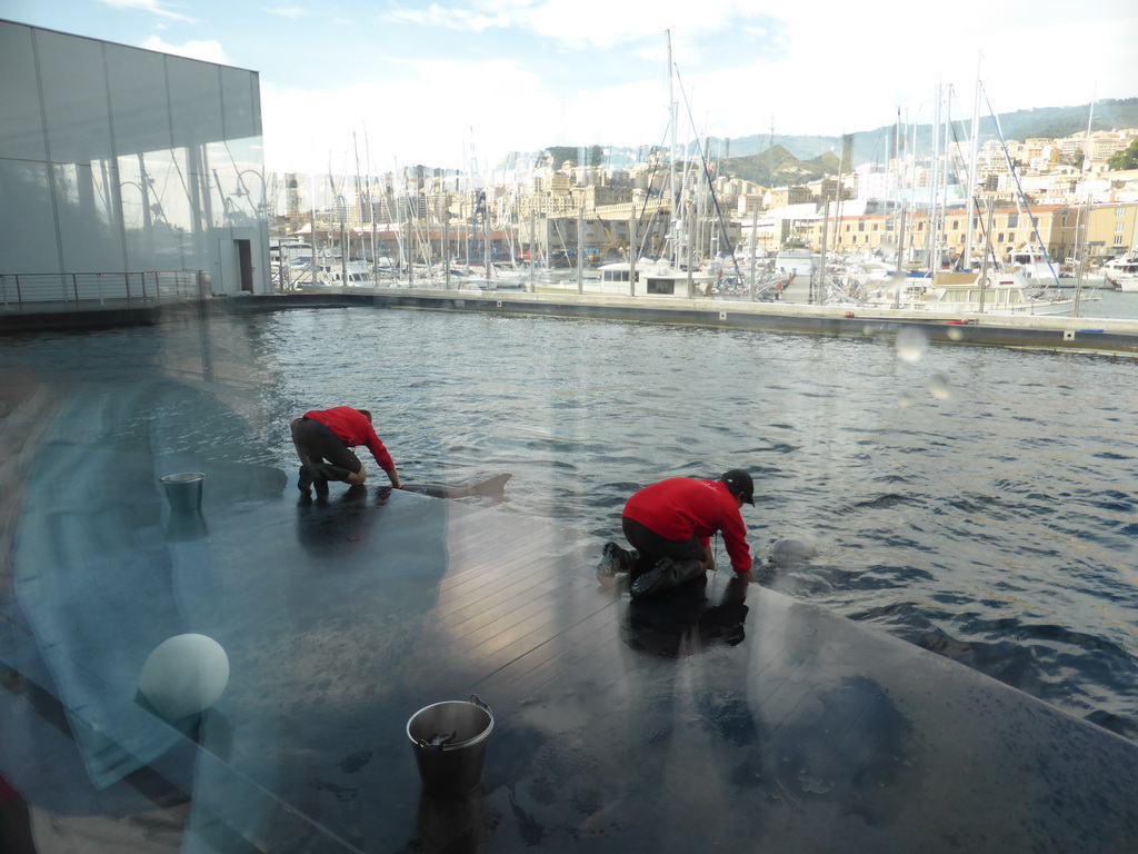 Dolphins and their trainers at the Cetaceans Pavilion at the Aquarium of Genoa, with a view on the Old Harbour