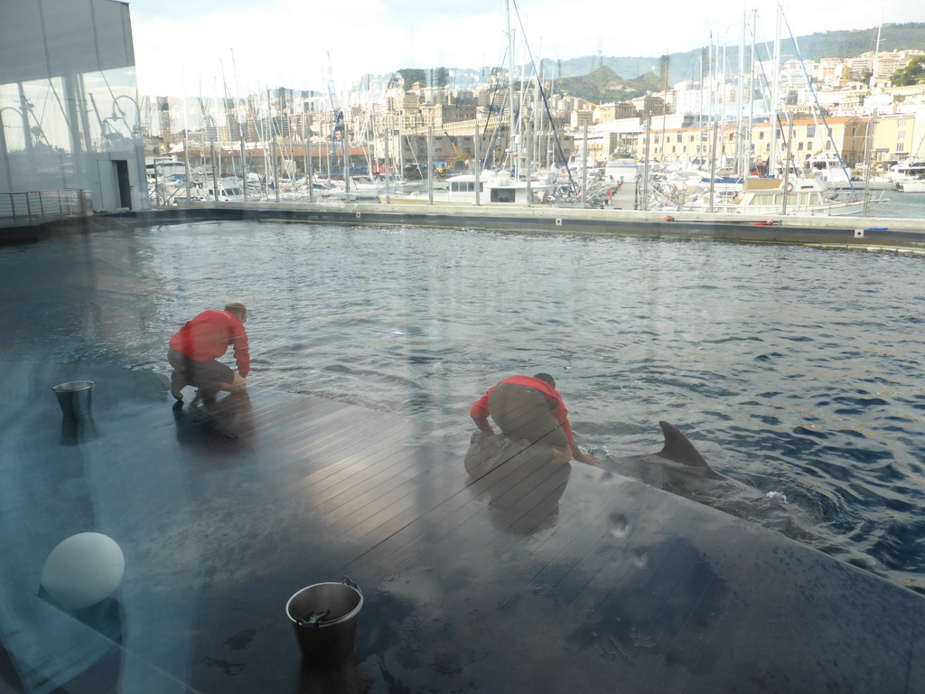 Dolphins and their trainers at the Cetaceans Pavilion at the Aquarium of Genoa, with a view on the Old Harbour