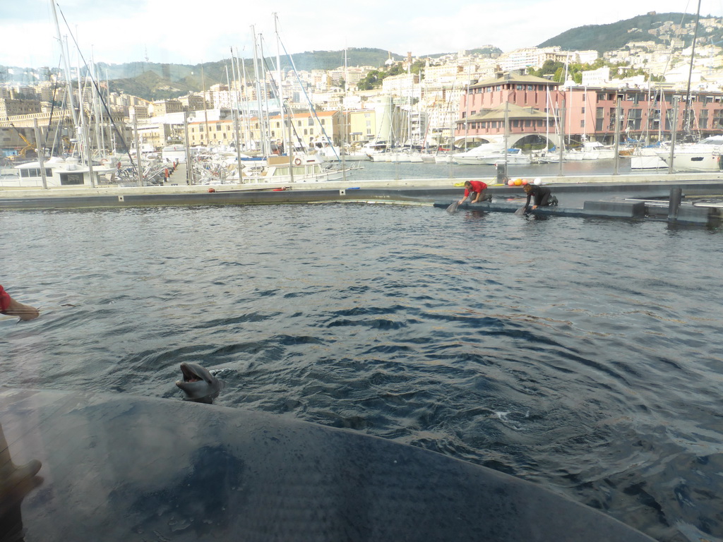 Dolphins and their trainers at the Cetaceans Pavilion at the Aquarium of Genoa, with a view on the Old Harbour