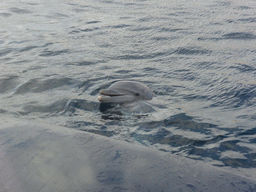 Dolphin at the Cetaceans Pavilion at the Aquarium of Genoa