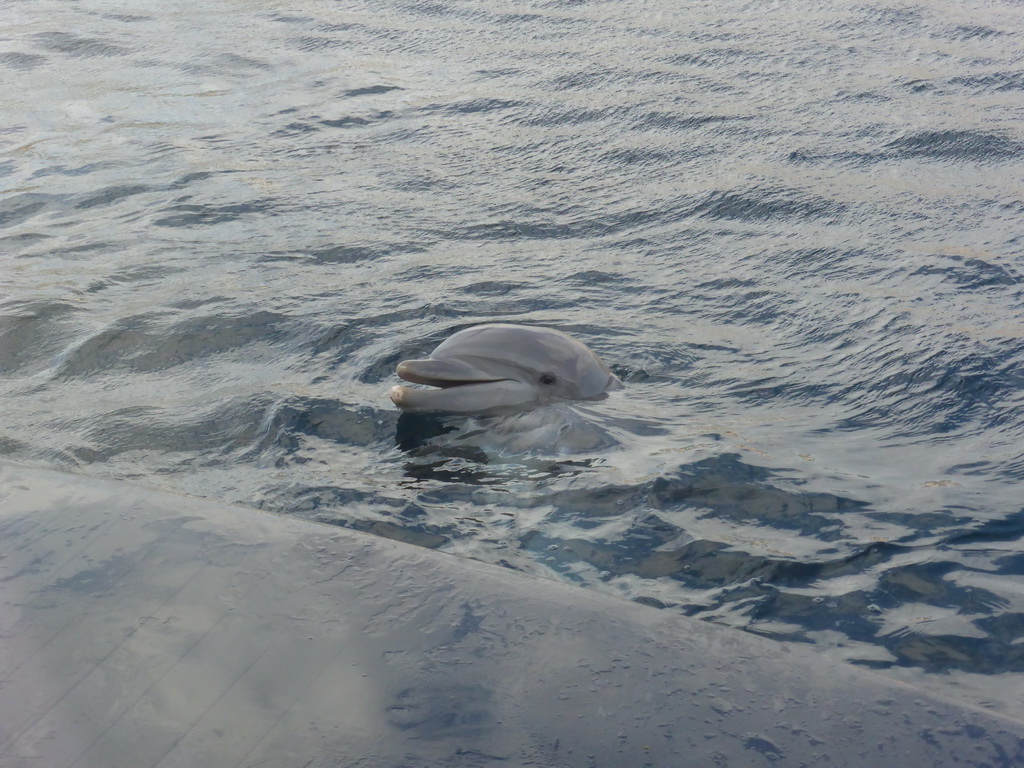 Dolphin at the Cetaceans Pavilion at the Aquarium of Genoa