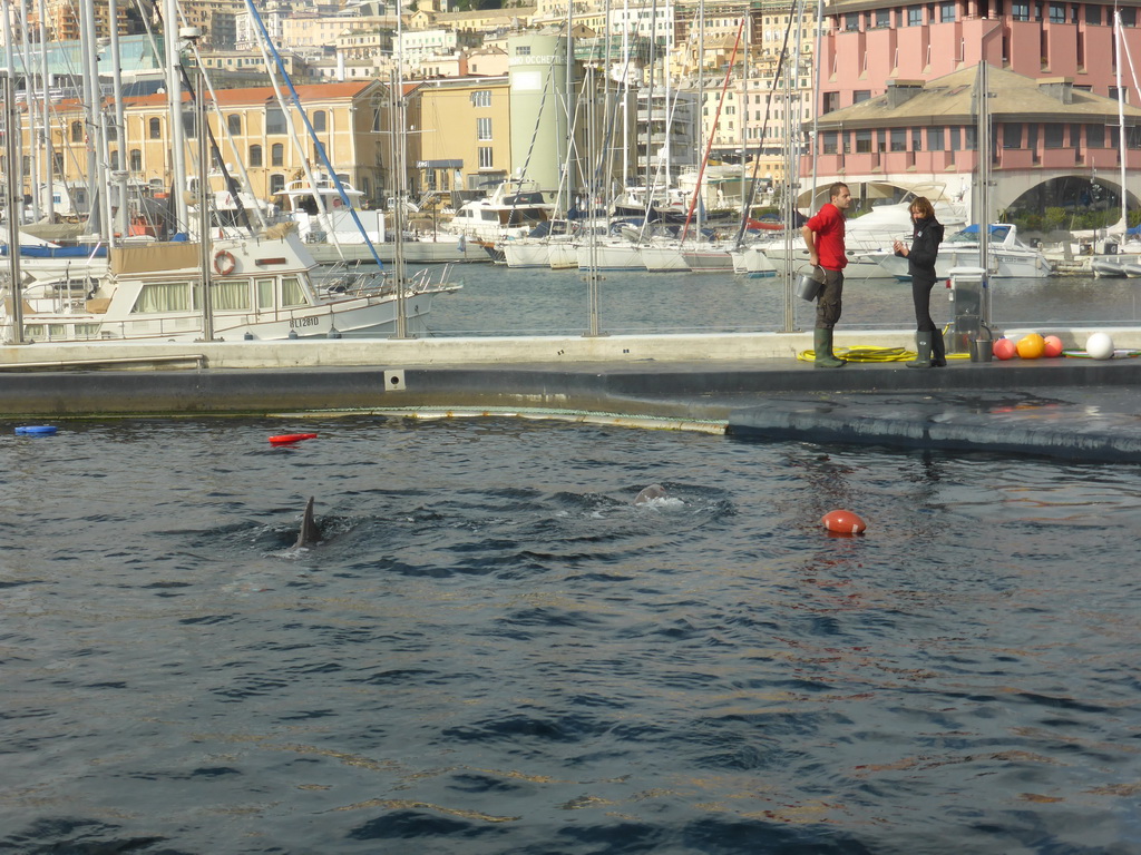 Dolphins and their trainers at the Cetaceans Pavilion at the Aquarium of Genoa, with a view on the Old Harbour