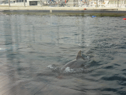 Dolphin at the Cetaceans Pavilion at the Aquarium of Genoa