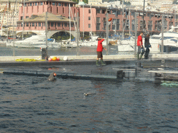 Dolphins and their trainers at the Cetaceans Pavilion at the Aquarium of Genoa, with a view on the Old Harbour