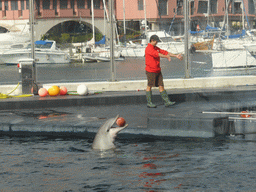 Dolphin and its trainer at the Cetaceans Pavilion at the Aquarium of Genoa, with a view on the Old Harbour