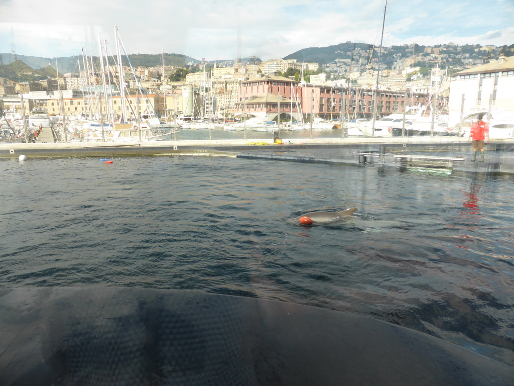 Dolphin and its trainer at the Cetaceans Pavilion at the Aquarium of Genoa, with a view on the Old Harbour